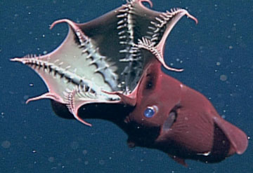 vampire-squid.jpg
